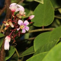 Averrhoa carambola L.